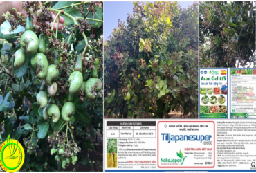 NHỮNG LƯU Ý KHI CHĂM SÓC CÂY ĐIỀU GIAI ĐOẠN VÀO NHÂN VÀ CHẮC HẠT NIÊN VỤ 2021-2022