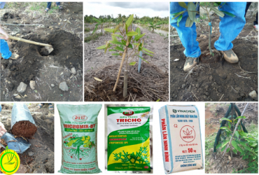 KỸ THUẬT TRỒNG MỚI CÂY SẦU RIÊNG NIÊN VỤ 2022