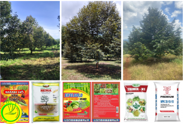 CHĂM SÓC CÂY SẦU RIÊNG SAU THU HOẠCH NIÊN VỤ 2022-2023