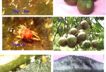 Nhện gây hại cho cây có múi và biện pháp phòng trừ