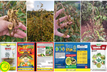 KHẮC PHỤC HIỆN TƯỢNG XOĂN LÁ, CHÙN NGỌN TRÊN CÂY SÂU RIÊNG NIÊN VỤ 2022