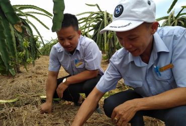 Hướng mới điều trị bệnh đốm trắng (đốm nâu) cây thanh long