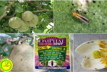 QUẢN LÝ BỌ TRĨ GÂY HẠI TRÊN CÂY BƯỞI DA XANH