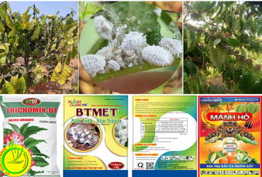 QUẢN LÝ HIỆU QUẢ RỆP SÁP GÂY HẠI TRÊN CÂY CÀ PHÊ