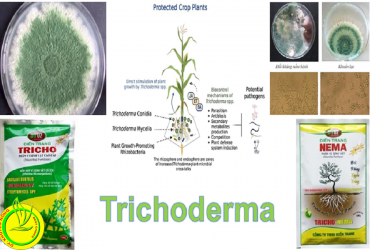 ỨNG DỤNG HIỆU QUẢ TRICHODERMA TRONG CANH TÁC NÔNG NGHIỆP HIỆN NAY