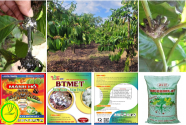 PHÒNG TRỪ RỆP SÁP GÂY HẠI TRÊN CÂY CÀ PHÊ GIAI ĐOẠN TRÁI NON