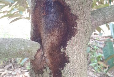 BIỆN PHÁP QUẢN LÝ BỆNH NỨT THÂN XÌ MỦ TRÊN CÂY SẦU RIÊNG