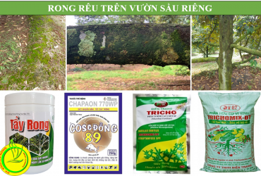 TẠI SAO PHẢI TẨY RONG RÊU TRƯỚC KHI LÀM BÔNG SẦU RIÊNG