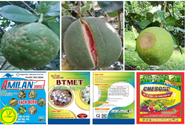 MỘT SỐ BIỆN PHÁP KỸ THUẬT GIÚP CẢI THIỆN MẪU MÃ BƯỞI DA XANH Ở BÌNH PHƯỚC