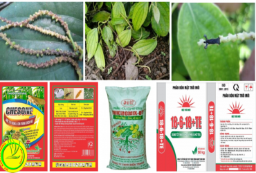 BIỆN PHÁP KHẮC PHỤC HIỆN TƯỢNG RỤNG GIÉ TRÊN CÂY HỒ TIÊU