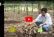 Cách sử dụng hố tích mùn trên vườn cao su