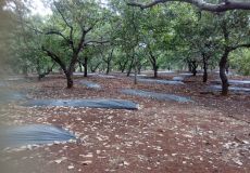 Một tập đoàn Hà Lan muốn đầu tư 5.000 ha điều sạch tại Bình Phước