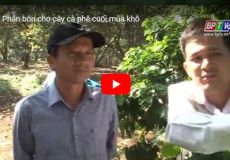 Phân bón cho cây cà phê cuối mùa khô