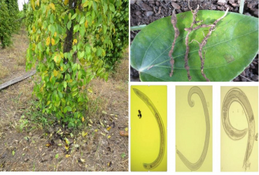 QUẢN LÝ TUYẾN TRÙNG HIỆU QUẢ TRÊN CÂY HỒ TIÊU