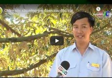 Chăm sóc sầu riêng giai đoạn sau đậu trái