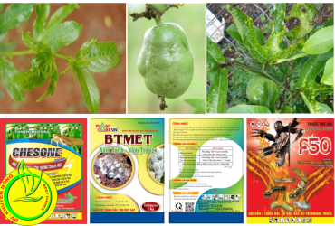 NGUYÊN NHÂN VÀ BIỆN PHÁP KHẮC PHỤC BỆNH CỨNG TRÁI GÂY HẠI TRÊN CÂY CHANH DÂY