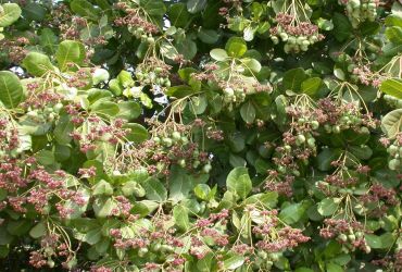 Phân bón hiệu quả cho cây điều