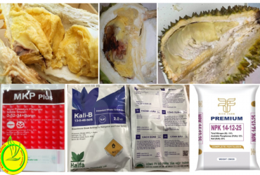 NGUYÊN NHÂN VÀ BIỆN PHÁP KHẮC PHỤC HIỆN TƯỢNG SƯỢNG CƠM SẦU RIÊNG