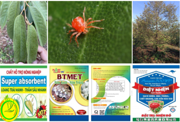 BIỆN PHÁP KỸ THUẬT XỬ LÝ DỊCH NHỆN ĐỎ ĐANG GÂY HẠI TRÊN CÂY SẦU RIÊNG TẠI BÌNH PHƯỚC TRONG NIÊN VỤ 2023