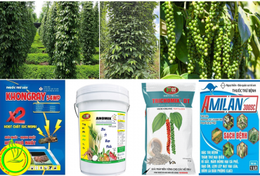 CHĂM SÓC CÂY HỒ TIÊU GIAI ĐOẠN MÙA KHÔ