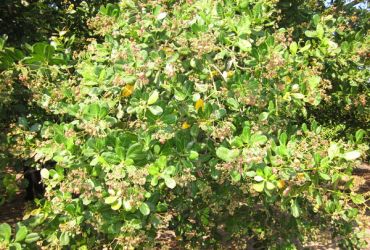 Biện pháp kỹ thuật thâm canh, tăng năng suất cây điều