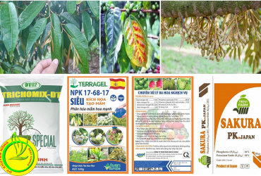 VAI TRÒ CỦA LÂN ĐỐI VỚI CÂY TRỒNG VÀ ỨNG DỤNG TRONG XỬ LÝ RA HOA CÂY SẦU RIÊNG