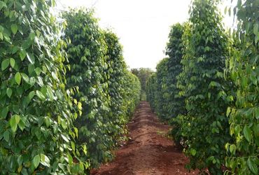 Đánh giá ảnh hưởng của phân bón hữu cơ vi sinh TRICHOMIX - DT và phân đạm đối với cây hồ tiêu trên đất nâu đỏ ( Bazan ) huyện Bù Đốp Tỉnh Bình Phước