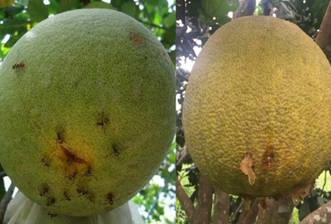 PHÒNG TRỪ RUỒI VÀNG HIỆU QUẢ TRÊN BƯỞI DA XANH