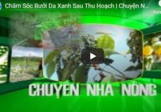 Chăm Sóc Bưởi Da Xanh Sau Thu Hoạch