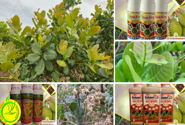 GIẢI PHÁP CHĂM SÓC CÂY ĐIỀU GIAI ĐOẠN RA CHỒI NON VÀ HOA NIÊN VỤ 2025 – 2026