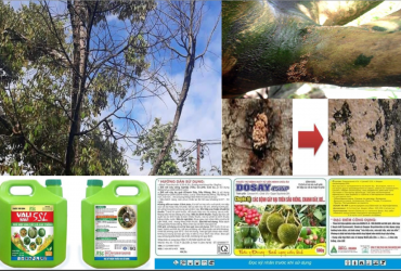 PHÒNG TRỪ HIỆU QUẢ BỆNH NẤM HỒNG GÂY HẠI TRÊN SẦU RIÊNG