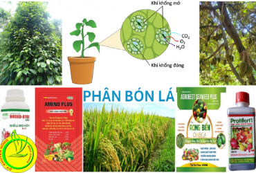 GIẢI PHÁP NÂNG CAO HIỆU QUẢ SỬ DỤNG PHÂN BÓN LÁ CHO CÂY TRỒNG
