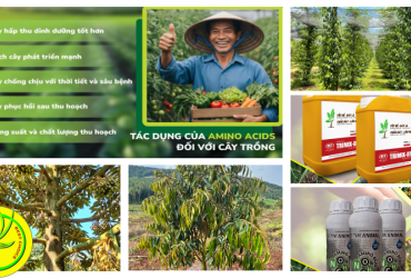 ỨNG DỤNG HIỆU QUẢ AMINO ACID TRONG CANH TÁC NÔNG NGHIỆP