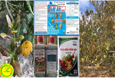 BIỆN PHÁP KỸ THUẬT CHĂM SÓC CÂY ĐIỀU GIAI ĐOẠN RA CHỒI NON VÀ HOA