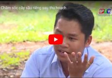 Chăm sóc cây sầu riêng sau thu hoạch