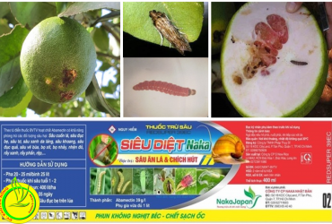 BIỆN PHÁP KỸ THUẬT PHÒNG TRỪ HIỆU QUẢ SÂU ĐỤC TRÁI BƯỞI DA XANH