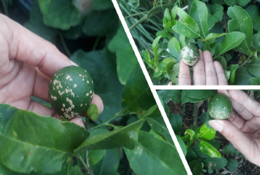 BỆNH GHẺ SẸO TRÊN CÂY CÓ MÚI VÀ CÁCH PHÒNG TRỪ