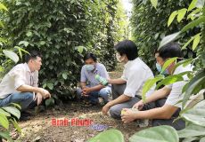 NÔNG NGHIỆP HỮU CƠ - HƯỚNG ĐI TẤT YẾU