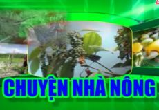 Chăm Sóc Điều Giai Đoạn Nuôi Trái