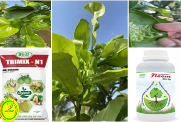 QUẢN LÝ SÂU VẼ BÙA GÂY HẠI TRÊN CÂY BƯỞI DA XANH