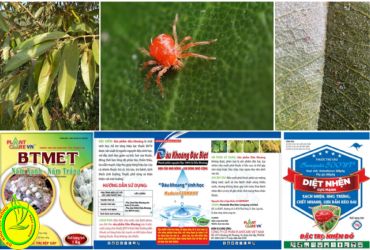 BIỆN PHÁP PHÒNG TRỪ NHỆN ĐỎ GÂY HẠI TRÊN CÂY SẦU RIÊNG NIÊN VỤ 2022-2023