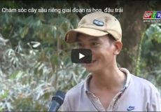 Chăm sóc cây sầu riêng giai đoạn ra hoa, đậu trái
