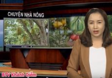 Dinh dưỡng cho cây Sầu Riêng giai đoạn làm cơm