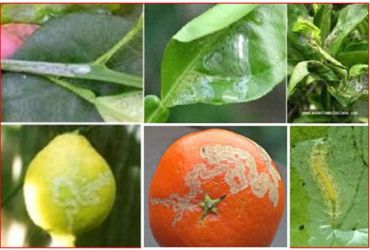 Sâu vẽ bùa gây hại cây có múi và bệnh phòng trừ