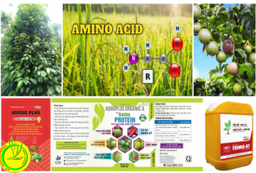 ỨNG DỤNG HIỆU QUẢ AMINO ACID TRONG CANH TÁC NÔNG NGHIỆP