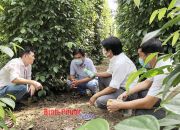 NÔNG NGHIỆP HỮU CƠ - HƯỚNG ĐI TẤT YẾU