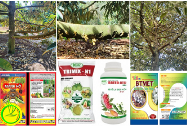 CHĂM SÓC CÂY SẦU RIÊNG GIAI ĐOẠN RA HOA ĐẾN XỔ NHỤY