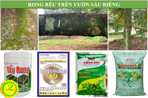 TẠI SAO PHẢI TẨY RONG RÊU TRƯỚC KHI LÀM BÔNG SẦU RIÊNG