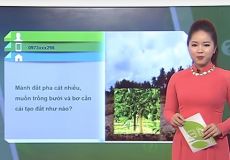 Kỹ thuật cải tạo đất pha cát trồng cây ăn quả và khắc phục hiện tượng đốm vàng rụng lá cam