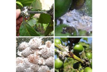 Rẹp sáp gây hại cây cafe và cách phòng trừ